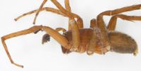Spinne im Profil: Ctenus monaghani von der Seite betrachtet.
Quelle: Foto: Peter Jäger/Senckenberg (idw)