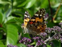 Der Distelfalter (mit wissenschaftlichem Namen Vanessa cardui) ist ein Wanderfalter, der jedes Jahr erneut in Deutschland einfliegt. Foto: Manfred Hund, Ludwigshafen