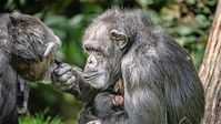 Schimpansen empfinden ähnlich wie wir  Bild: www.globallookpress.com