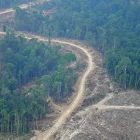 Zerstörung der Regenwälder auf Sumatra. Bild: WWF
