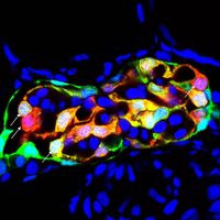 Podozyten (blau), die Füßchenzellen der Niere, sitzen auf der Kapillare und wandern nicht auf ihr entlang. Quelle: Foto: Florian Siegerist (idw)
