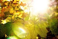 Herbstsonne: Zeit zur Kälteschutz-Aktivierung. Bild: Flickr/Bark