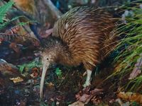Ein Kiwi in freier Natur – das wohl bekannteste Tier Neuseelands.