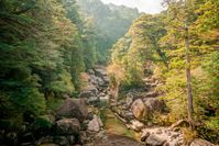 Die Urwälder der Insel Yakushima dienten als Vorlage für den Wald, den Prinzessin Mononoke im gleichnamigen Ghibli-Anime beschützen möchte Bilde: Japanische Fremdenverkehrszentra Fotograf: Japanische Fremdenverkehrszentra