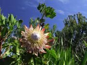 Die Kapregion ist die Heimat 9.000 verschiedener Pflanzenarten. Die Königsprotea, die Nationalblume Südafrikas, ist eine der hier molekulargenetisch untersuchten Arten. Copyright: Jan Schnitzler, Biodiversität und Klima Forschungszentrum (BiK-F), Frankfurt am Main