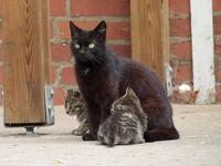 Streunerkatzen leiden an Hunger und Krankheiten. Bild: VIER PFOTEN