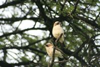 Mahaliweber-Pärchen, oben das Männchen, unten das Weibchen
Quelle: Foto: Dr. Cornelia Voigt (idw)