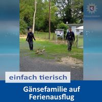 Gänsefamilie