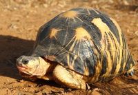 Madagaskar-Strahlenschildkröte von Ausrottung bedroht.