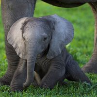 Die Bedrohung durch Wilderei hat in den letzten Jahren in afrikanischen Staaten dramatisch zugenommen. Bild: Michael Poliza / WWF