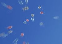 Ballons: Aus Graphen haben sie magische Kräfte. Bild: pixelio.de/Lupo