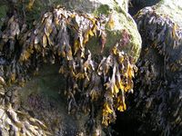 Von Seetang bedeckte Felsen