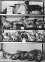 Historisches Foto der Museumsvitrine mit Dermoplastiken aus der Nackthundstudie. Oben: weiblicher behaarter Hund (l.) und männlicher haarloser Hund; darunter ihre Nachkommen (F1- und F2-Generation). Quelle: © Archiv Phyletisches Museum, Jena (idw)