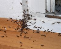 Ameisen, die aus einer Fußbodenleiste eines Hauses kommen