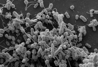 Elektronenmikroskopische Aufnahme gentechnisch veränderter Bakterienstämme der Arten Escherichia coli und Acinetobacter baylyi, die Aminosäuren über Nanokanäle austauschen. Quelle: Martin Westermann / Elektronenmikroskopisches Zentrum am Universitätsklinikum der Friedrich-Schiller-Universität Jena (idw)