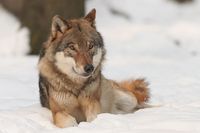 Wolf (Canis lupus)