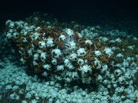 Der Meeresboden im Untersuchungsgebiet vor Pakistan ist teilweise dicht mit Muscheln und Krabben bedeckt.
Quelle: Foto: MARUM, Universität Bremen (idw)