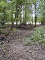 Trockengefallener Abschnitt im Unterlauf des Demnitzer Mühlenfließes bei Fürstenwalde (Brandenburg).
Quelle: Foto: Jörg Gelbrecht (idw)