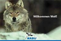 Der Wolf - auch trotz erfolgreicher Einwanderung ist er immer noch das seltenste Säugetier Deutschlands.  Bild: NABU