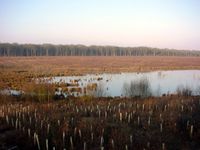 Wiederaufforstung in der Nähe von Saint-Omer, Nord-Frankreich