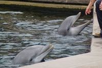 Die hochsensiblen Delfine leiden in Gefangenschaft enorm. Bild: PETA