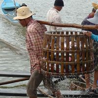 Pangasiusfischerei in Vietnam. Bild: Catherine Zucco / WWF