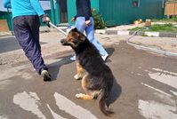 Auf dem Weg in den Tod: Per Drahtschlinge wird der in den Straßen Rumäniens gefangene Hund in ein staatliches „Tierheim“ gezerrt. Bild: Wiebke Plasse