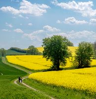 Start der Rapsblüte 2024 Mit dem Beginn der Rapsblüte 2024 erlebt Deutschland wie in jedem Frühjahr ein beeindruckendes Naturschauspiel.