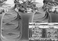 Mikrohärchen nach dem Vorbild des Geckos vor und nach der Reinigung durch Reibekontakt mit einer gla
Quelle: Rasterelektronenmikroskop-Aufnahmen: Michael Röhrig, KIT (idw)
