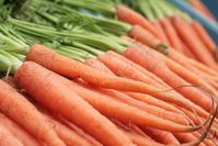 Wurzeln der Karotte (Daucus carota)