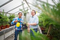 Untersuchten die Trockentoleranz von Kiefernnadeln: Privatdozent Dr. Jürgen Burkhardt und Shyam Pariyar (von rechts) vom Institut für Nutzpflanzenwissenschaften und Ressourcenschutz der Universität Bonn.