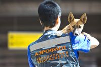 Aeroflot registriert eigene Rasse von Spürhunden