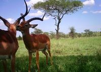 Erwischt: Kamerafalle zeigt Wildtiere der Serengeti. Bild: bit.ly/2JcTt4o