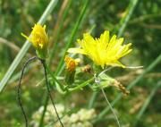 Blütenköpfchen der Pippau: Die linke Blüte wurde drei Stunden vorher bestäubt und ist daher geschlossen, während die rechte Blüte ohne Bestäubung noch komplett offen ist. Foto: Uni Göttingen