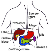 Lage der Oberbauchorgane Bild: 	  de:Bild:BauchOrgane.png + my_update / de.wikipedia.org