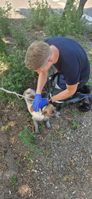 Hund befreit