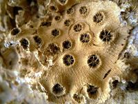 Kunstvolle Wiege der Evolution: Korallenriffe (im Bild eine fossile Riffkoralle aus dem Pleistozän von Ägypten) wurden bisher als Anziehungspunkt für eine Vielzahl von Tiergattungen aus anderen Ökosystemen angesehen - tatsächlich entstehen diese aber vor allem dort und siedeln dann um. Foto: Wolfgang Kießling