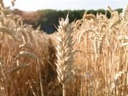 Die Qualität des diesjährigen frühzeitig abgereiften Weizens verblüfft Forscher. Foto: Michael Welling