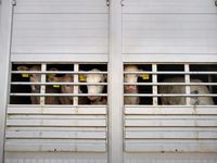 Kontrollierter Tiertransport: Kälber, die zu einem Mastbetrieb transportiert werden. Tierschutzrechtlich war alles in Ordnung.