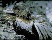 Dicker Ölschleim überzieht Land und Tiere. Bild: NOAA