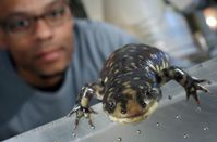 Mit einer der schnellsten Röntgenvideoanlagen der Welt wird Dr. John Nyakatura von der Universität Jena u. a. die Salamander-Dame "Lotte" beim Laufen beobachten.
Quelle: Foto: Jan-Peter Kasper/FSU (idw)