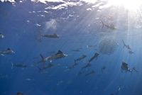 Segelfische machen im offenen Ozean vor der Küste Mexikos Jagd auf Sardinenschwärme.
Quelle: Foto: Rodrigo Friscione (idw)