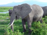 Wie Elefanten Infraschall-Töne produzieren, fand ein Team um ForscherInnen der Universität Wien heraus. (Im Bild: Afrikanische Elefanten im Amboseli National Park in Kenia)
Quelle: Foto: Department für Kognitionsbiologie, Universität Wien (idw)