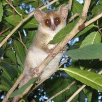 Die auf Madagaskar lebenden Grauen Mausmakis haben keine Scheu vor Menschen und lassen sich gut beobachten und fotografieren
Quelle: Foto: Melanie Dammhahn (idw)