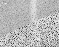 Verrauschte Fluoreszenz-Mikroskopie-Aufnahme von Zellkernen des Plattwurmes Schmidtea mediterranea (oben) und nach der Bearbeitung durch CARE (unten)
Quelle: © Martin Weigert, Tobias Boothe und Deborah Schmidt/MPI-CBG, CSBD (idw)