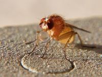 Fruchtfliege: Herzrhythmus durch Laser angepasst. Bild: pixelio.de/Alwin Gasser
