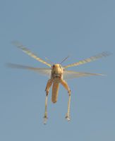 Die Sonne weist den Weg: Heuschrecke im Flug.
Quelle: (Foto: Dr. Keram Pfeiffer / Philipps-Universität) (idw)