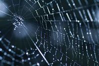 Spinnennetz: Charaktermerkmale bei Spinnen belegt. Bild: pixelio/Thomas Meinert