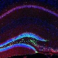 Neurale und reife Stammzellen sowie künstlich erzeugte Neuronen.