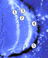 1) West-Marianen-Rücken2) Marianenbecken3) Marianen-Inseln4) Marianen Forearc-Becken5) Marianengraben